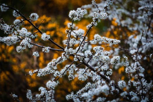 A cluster of white and yellow small flowers in a bush