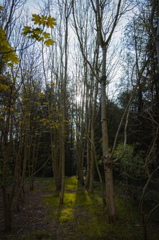 A dense woodland area with tall thin narrow trees and the sunlight shining between