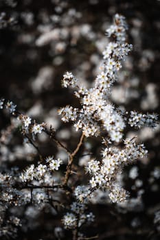 A cluster of white and yellow small flowers in a bush