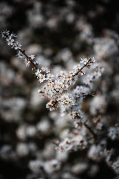 A cluster of white and yellow small flowers in a bush