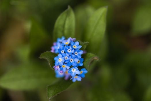 A macro shot of a cluster of blue Forget Me Not flowers