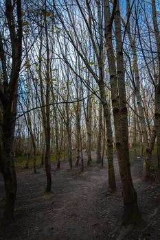 A dense woodland area with tall thin narrow trees and the sunlight shining between