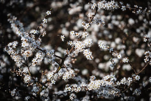A cluster of white and yellow small flowers in a bush