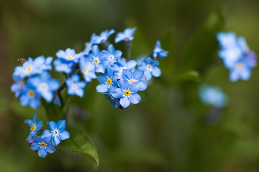 A macro shot of a cluster of blue Forget Me Not flowers