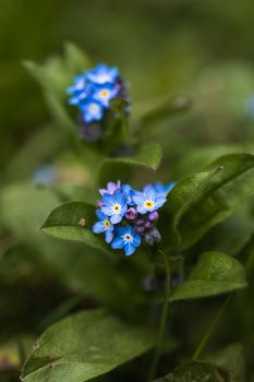 A macro shot of a cluster of blue Forget Me Not flowers