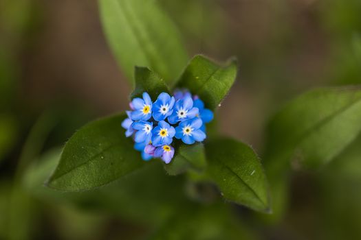 A macro shot of a cluster of blue Forget Me Not flowers