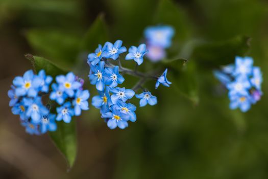A macro shot of a cluster of blue Forget Me Not flowers