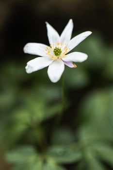 A Macro shot of a Paperwhite flower in the wild