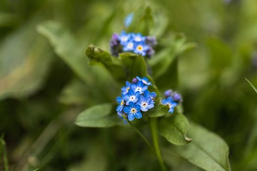A macro shot of a cluster of blue Forget Me Not flowers