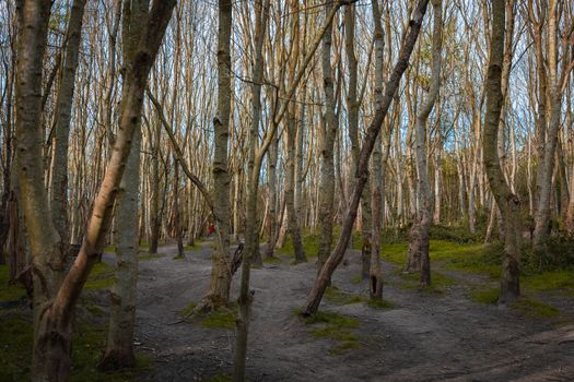 A dense woodland area with tall thin narrow trees and the sunlight shining between