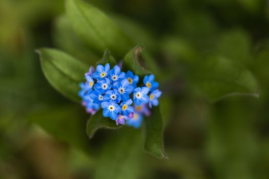 A macro shot of a cluster of blue Forget Me Not flowers