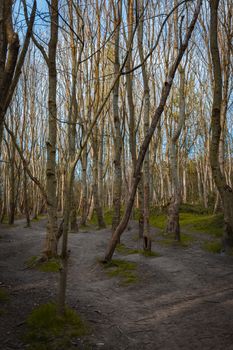 A dense woodland area with tall thin narrow trees and the sunlight shining between