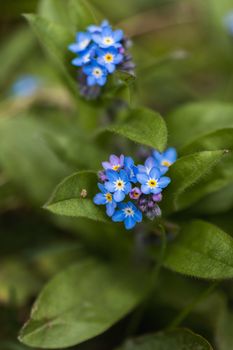 A macro shot of a cluster of blue Forget Me Not flowers