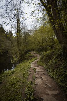 A Forest by a River in UK