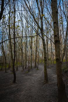 A dense woodland area with tall thin narrow trees and the sunlight shining between
