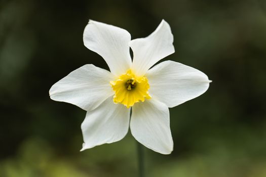 A White Petal Flower