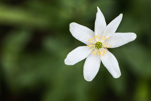 A Macro shot of a Paperwhite flower in the wild