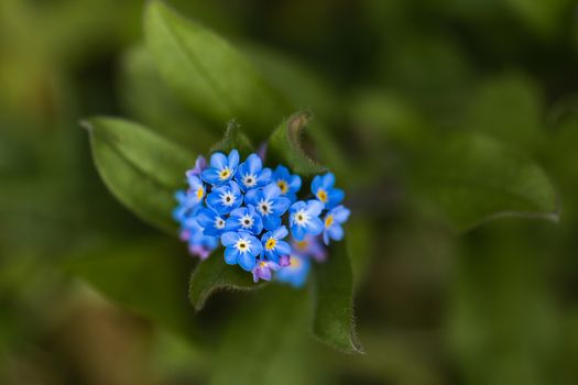 A macro shot of a cluster of blue Forget Me Not flowers
