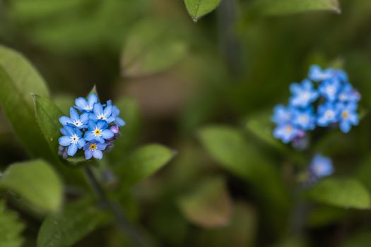 A macro shot of a cluster of blue Forget Me Not flowers