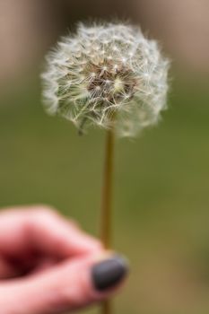 A close up of a dandelion clock held in a womans hand