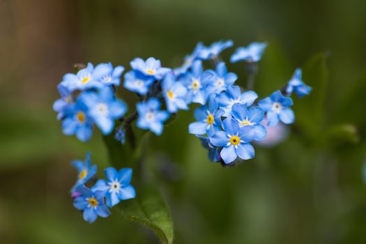 A macro shot of a cluster of blue Forget Me Not flowers