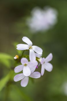 A bunch of small white petal flowers close up in the wild