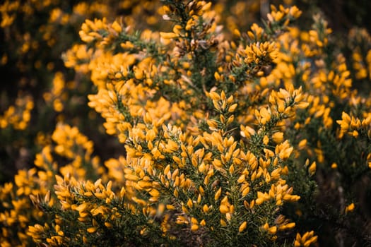 A cluster of white and yellow small flowers in a bush