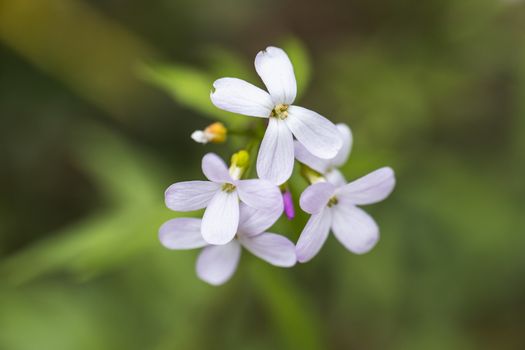 A bunch of small white petal flowers close up in the wild