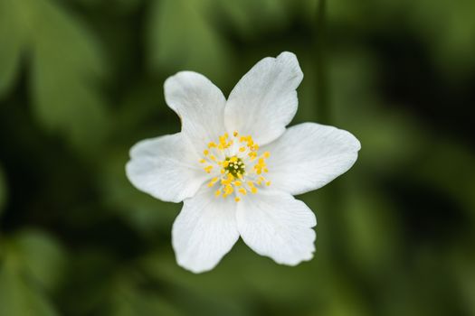 A White Petal Flower