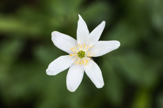 A Macro shot of a Paperwhite flower in the wild