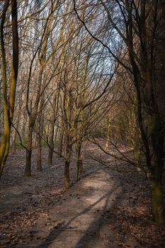 A dense woodland area with tall thin narrow trees and the sunlight shining between