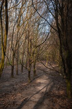 A dense woodland area with tall thin narrow trees and the sunlight shining between