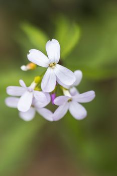 A bunch of small white petal flowers close up in the wild