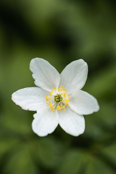 A White Petal Flower