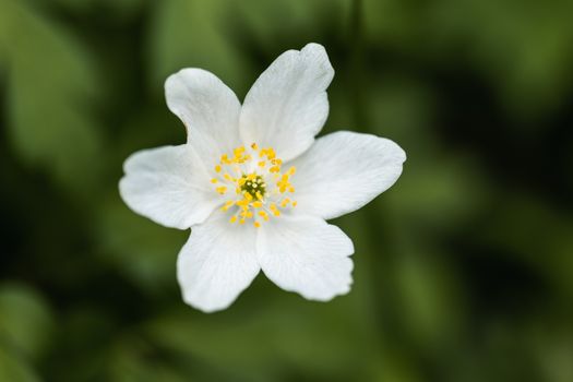 A White Petal Flower