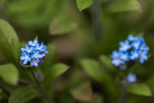 A macro shot of a cluster of blue Forget Me Not flowers