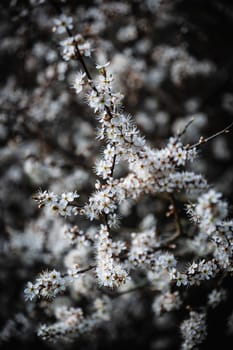 A cluster of white and yellow small flowers in a bush