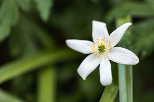 A Macro shot of a Paperwhite flower in the wild