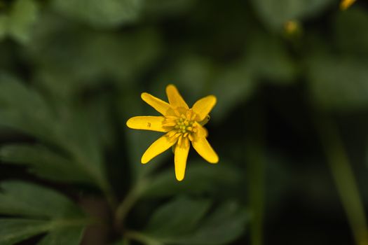 A small yellow flower close up in the wild