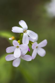 A bunch of small white petal flowers close up in the wild