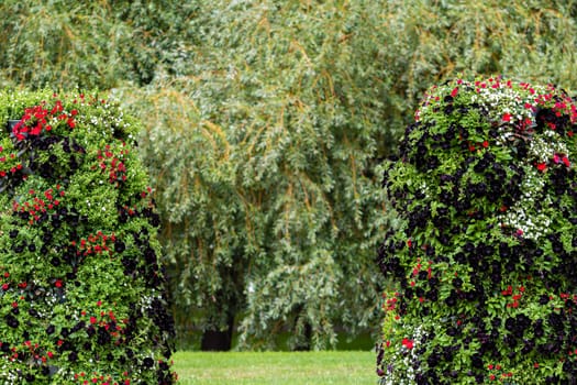 close-up of ornamental shrubs with flowers on a blurry park background with copy space - image