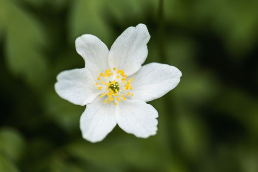 A White Petal Flower