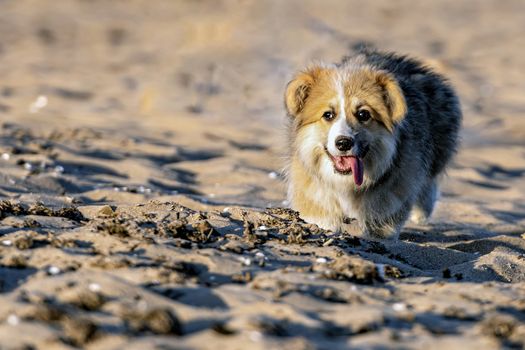 At sunset hour, Welsh Corgi fluffy runs around the beach and plays in the sand