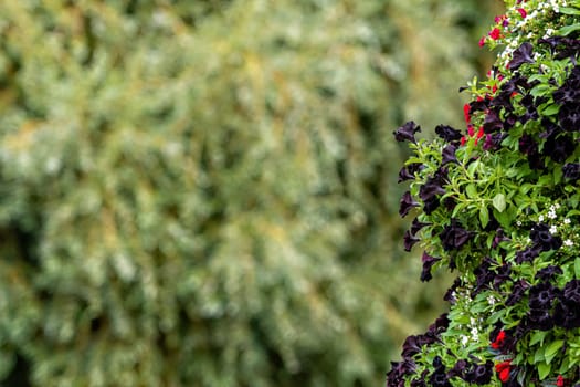 close-up of ornamental shrubs with flowers on a blurry park background with copy space - image