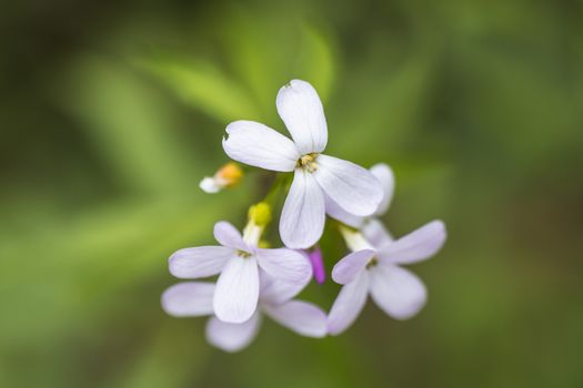 A bunch of small white petal flowers close up in the wild