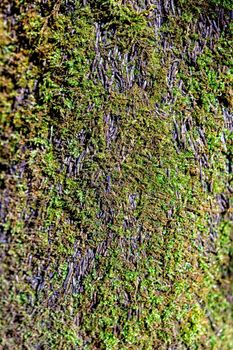 Texture. Bark and moss background. Beautiful tree trunk - image