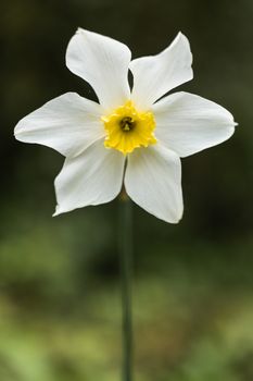 A White Petal Flower