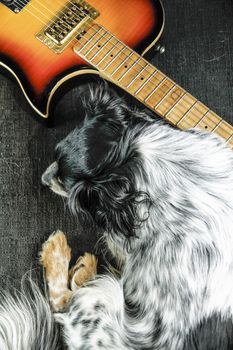 Sad little dog lying on the sofa next to an electric guitar that will never play...