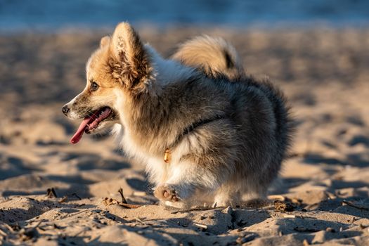 At sunset hour, Welsh Corgi fluffy runs around the beach and plays in the sand