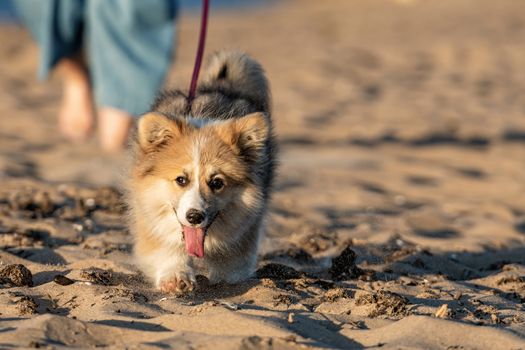 At sunset hour, Welsh Corgi fluffy runs around the beach and plays in the sand